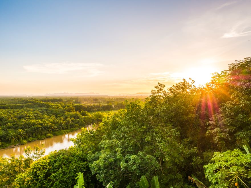 beautiful-aerial-view-with-green-forest-landscape-twilight