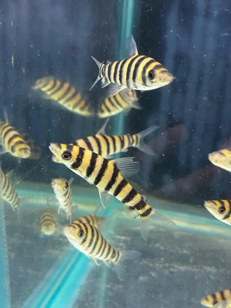 Leporinus fasciatus