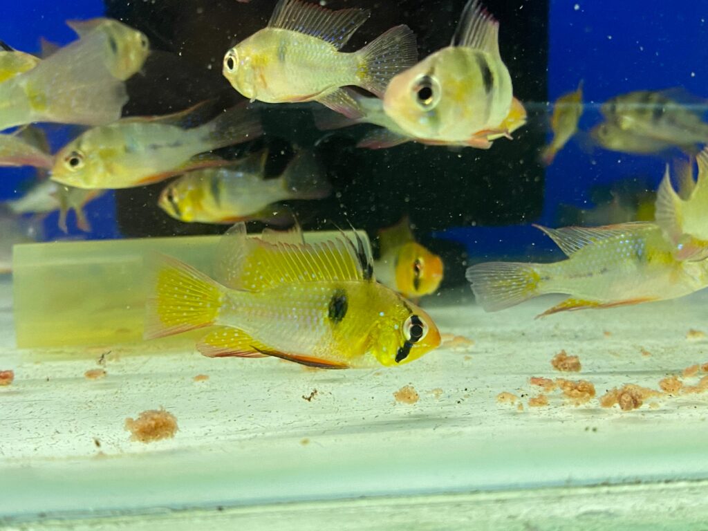 Mikrogeophagus ramirezi